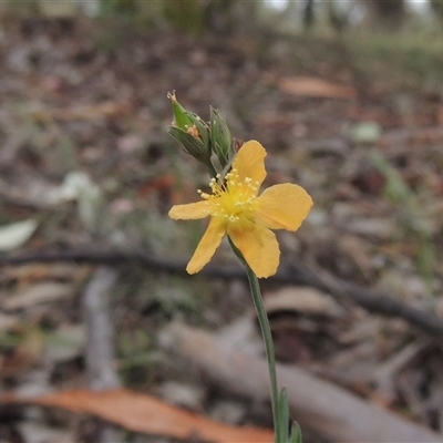 Hypericum gramineum (Small St Johns Wort) at Theodore, ACT - 23 Jan 2025 by MichaelBedingfield