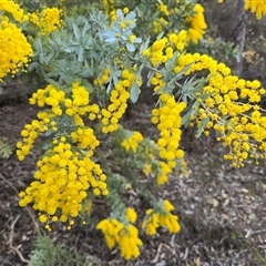 Acacia baileyana (Cootamundra Wattle, Golden Mimosa) at Isaacs, ACT - 11 Aug 2025 by Mike
