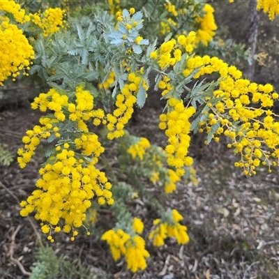 Acacia baileyana (Cootamundra Wattle, Golden Mimosa) at Isaacs, ACT - 11 Aug 2025 by Mike