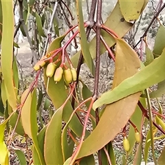 Amyema miquelii (Box Mistletoe) at Isaacs, ACT - 11 Aug 2025 by Mike