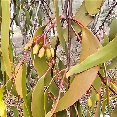 Amyema miquelii (Box Mistletoe) at Isaacs, ACT - 11 Aug 2025 by Mike