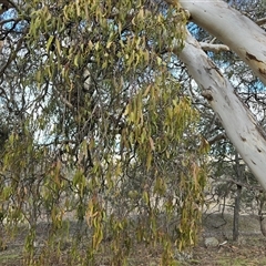 Amyema miquelii at Isaacs, ACT - 11 Aug 2025 03:41 PM