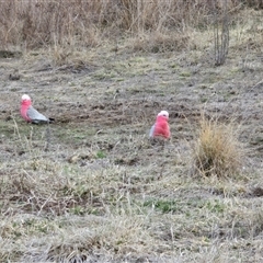 Eolophus roseicapilla (Galah) at Isaacs, ACT - 11 Aug 2025 by Mike