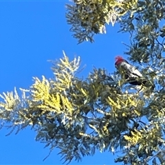 Callocephalon fimbriatum (Gang-gang Cockatoo) at Braddon, ACT - 12 Aug 2025 by Clarel