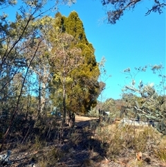 Callitris endlicheri (Black Cypress Pine) at Carwoola, NSW - 12 Aug 2025 by Liam.m