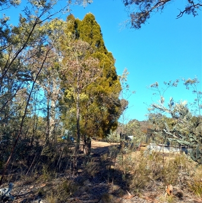 Callitris endlicheri (Black Cypress Pine) at Carwoola, NSW - 12 Aug 2025 by Liam.m