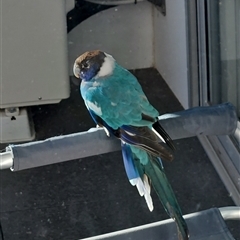 Barnardius zonarius (Australian Ringneck) at Greenway, ACT - 12 Aug 2025 by Neva