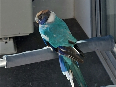 Barnardius zonarius (Australian Ringneck) at Greenway, ACT - 12 Aug 2025 by Neva
