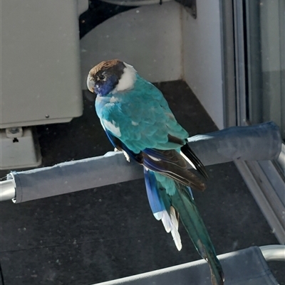 Barnardius zonarius (Australian Ringneck) at Greenway, ACT - 12 Aug 2025 by Neva