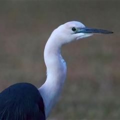 Ardea pacifica (White-necked Heron) at Broulee, NSW - 28 Jul 2025 by jb2602