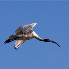 Threskiornis molucca (Australian White Ibis) at Moruya Heads, NSW - 28 Jul 2025 by jb2602