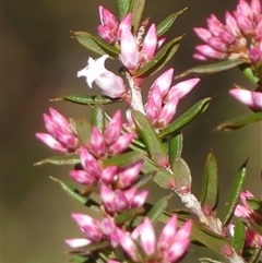Styphelia ericoides at Hill Top, NSW - 6 Aug 2025 by Curiosity