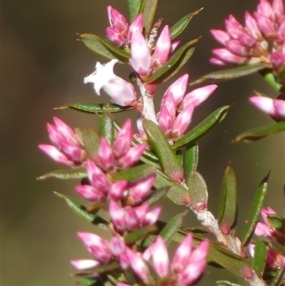 Styphelia ericoides at Hill Top, NSW - 6 Aug 2025 by Curiosity