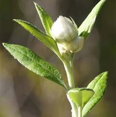 Coronidium elatum subsp. elatum (Tall Everlasting) at Hill Top, NSW - 6 Aug 2025 by Curiosity
