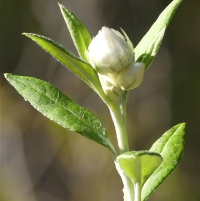 Coronidium elatum subsp. elatum (Tall Everlasting) at Hill Top, NSW - 6 Aug 2025 by Curiosity