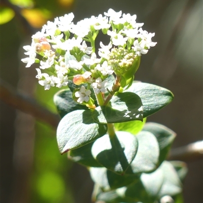 Platysace lanceolata (Shrubby Platysace) at Hill Top, NSW - 6 Aug 2025 by Curiosity