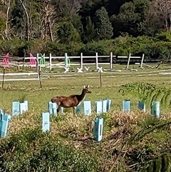 Cervidae (family) at Figtree, NSW - 12 Aug 2025 by PaperbarkNativeBees