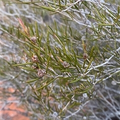 Melaleuca interioris (Broombush) at Tibooburra, NSW - 17 Jun 2025 by Tapirlord