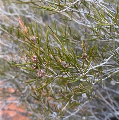 Melaleuca interioris (Broombush) at Tibooburra, NSW - 17 Jun 2025 by Tapirlord