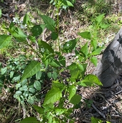 Unverified Other Wildflower or Herb at Broke, NSW - 12 Aug 2025 by RoyP