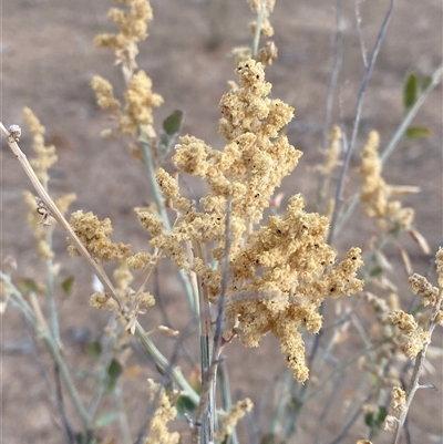 Chenopodium auricomum (Queensland Bluebush) at Tibooburra, NSW - 17 Jun 2025 by Tapirlord
