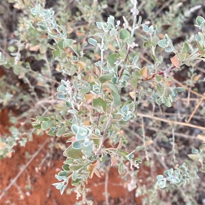 Rhagodia spinescens (Creeping Saltbush) at Tibooburra, NSW - 17 Jun 2025 by Tapirlord