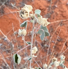 Abutilon otocarpum (Desert Lantern) at Tibooburra, NSW - 17 Jun 2025 by Tapirlord