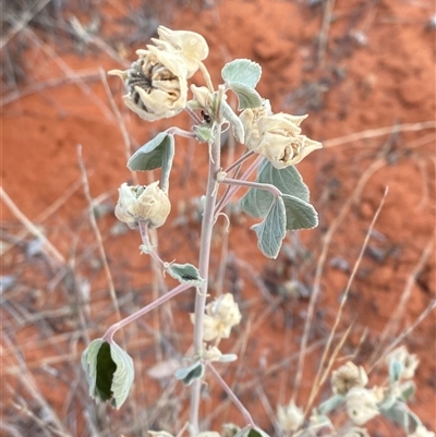 Abutilon otocarpum (Desert Lantern) at Tibooburra, NSW - 17 Jun 2025 by Tapirlord