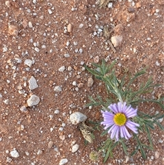 Brachyscome ciliaris (Bushy Cut-leaf Daisy) at Tibooburra, NSW - 17 Jun 2025 by Tapirlord