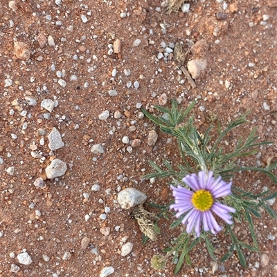 Brachyscome ciliaris (Bushy Cut-leaf Daisy) at Tibooburra, NSW - 17 Jun 2025 by Tapirlord