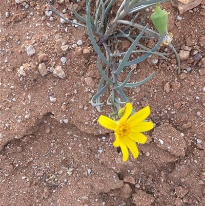 Senecio gregorii (Fleshy Groundsel, Yellow Tops) at Tibooburra, NSW - 17 Jun 2025 by Tapirlord