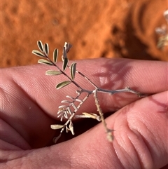 Indigofera psammophila (Sand Indigo) at Bollards Lagoon, SA - 17 Jun 2025 by Tapirlord
