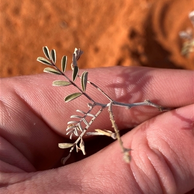 Indigofera psammophila (Sand Indigo) at Bollards Lagoon, SA - 17 Jun 2025 by Tapirlord