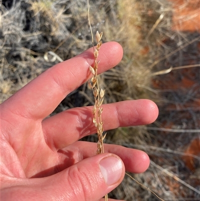 Triodia basedowii at Bollards Lagoon, SA - 17 Jun 2025 by Tapirlord