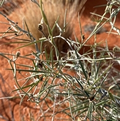 Glycine canescens (Silky Glycine) at Bollards Lagoon, SA - 17 Jun 2025 by Tapirlord