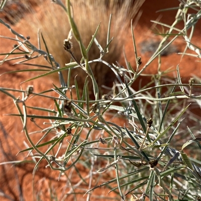 Glycine canescens (Silky Glycine) at Bollards Lagoon, SA - 17 Jun 2025 by Tapirlord