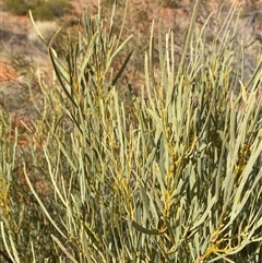 Acacia murrayana (Murray’s Wattle, Sandplain Wattle, Colony Wattle, Powder Bark Wattle) at Bollards Lagoon, SA - 17 Jun 2025 by Tapirlord