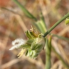 Zygochloa paradoxa (Sandhill Cane-Grass) at Bollards Lagoon, SA - 17 Jun 2025 by Tapirlord