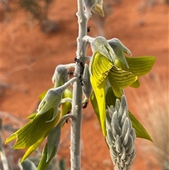 Crotalaria cunninghamii (Birdflower) at Bollards Lagoon, SA - 17 Jun 2025 by Tapirlord