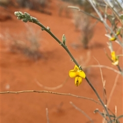 Crotalaria eremaea subsp. eremaea (Bluebush Pea, Loose-flowered Rattlepod) at Bollards Lagoon, SA - 17 Jun 2025 by Tapirlord