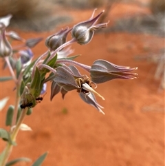 Trichodesma zeylanicum (Camel Bush, Cattle Bush) at Bollards Lagoon, SA - 17 Jun 2025 by Tapirlord