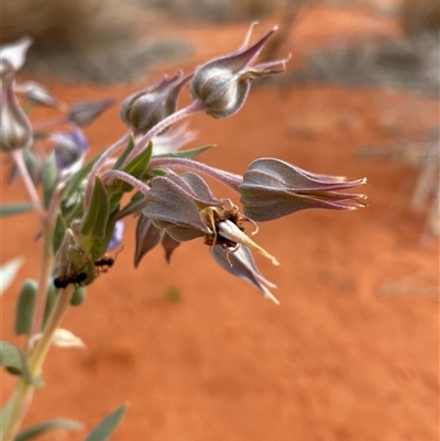 Trichodesma zeylanicum (Camel Bush, Cattle Bush) at Bollards Lagoon, SA - 17 Jun 2025 by Tapirlord