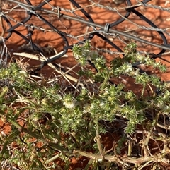 Salsola australis (Tumbleweed) at Cameron Corner, QLD - 17 Jun 2025 by Tapirlord