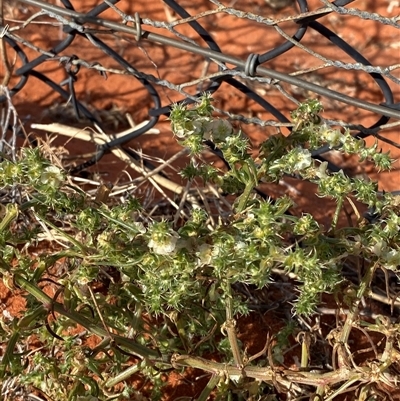 Salsola australis (Tumbleweed) at Cameron Corner, QLD - 17 Jun 2025 by Tapirlord