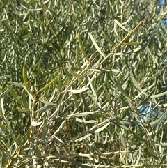 Acacia victoriae (Elegant Wattle, Bramble Wattle, Prickly Wattle) at Tibooburra, NSW - 17 Jun 2025 by Tapirlord