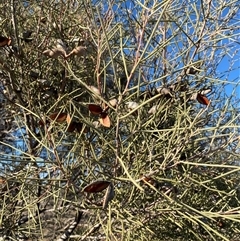 Hakea leucoptera (Needlewood) at Tibooburra, NSW - 17 Jun 2025 by Tapirlord