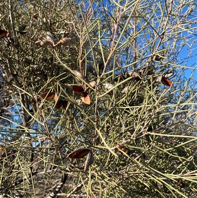 Hakea leucoptera (Needlewood) at Tibooburra, NSW - 17 Jun 2025 by Tapirlord