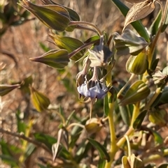 Trichodesma zeylanicum (Camel Bush, Cattle Bush) at Tibooburra, NSW - 17 Jun 2025 by Tapirlord