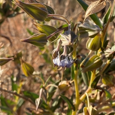 Trichodesma zeylanicum (Camel Bush, Cattle Bush) at Tibooburra, NSW - 17 Jun 2025 by Tapirlord