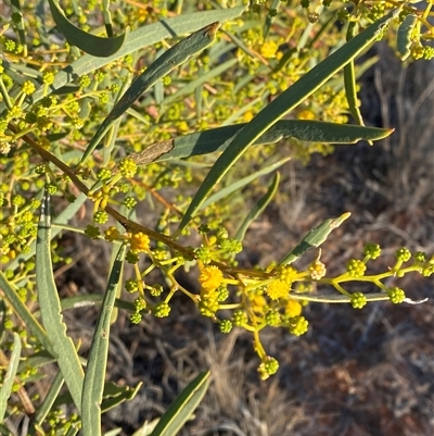 Acacia ligulata (Sandhill Wattle, Small Cooba) at Tibooburra, NSW - 17 Jun 2025 by Tapirlord